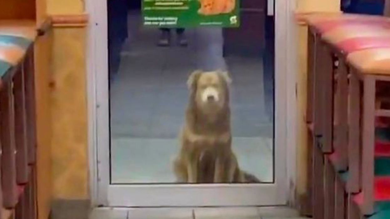 This stray dog has been going to Subway every day for a year begging for food