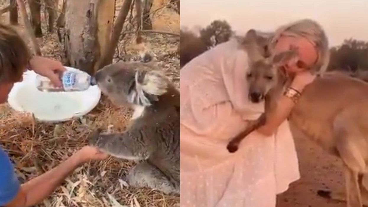 Some of the videos of animals being 'rescued' from the Australian wildfires are fake