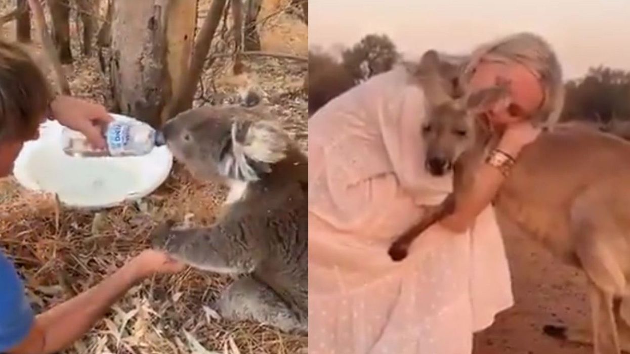 Some of the videos of animals being 'rescued' from the Australian wildfires are fake