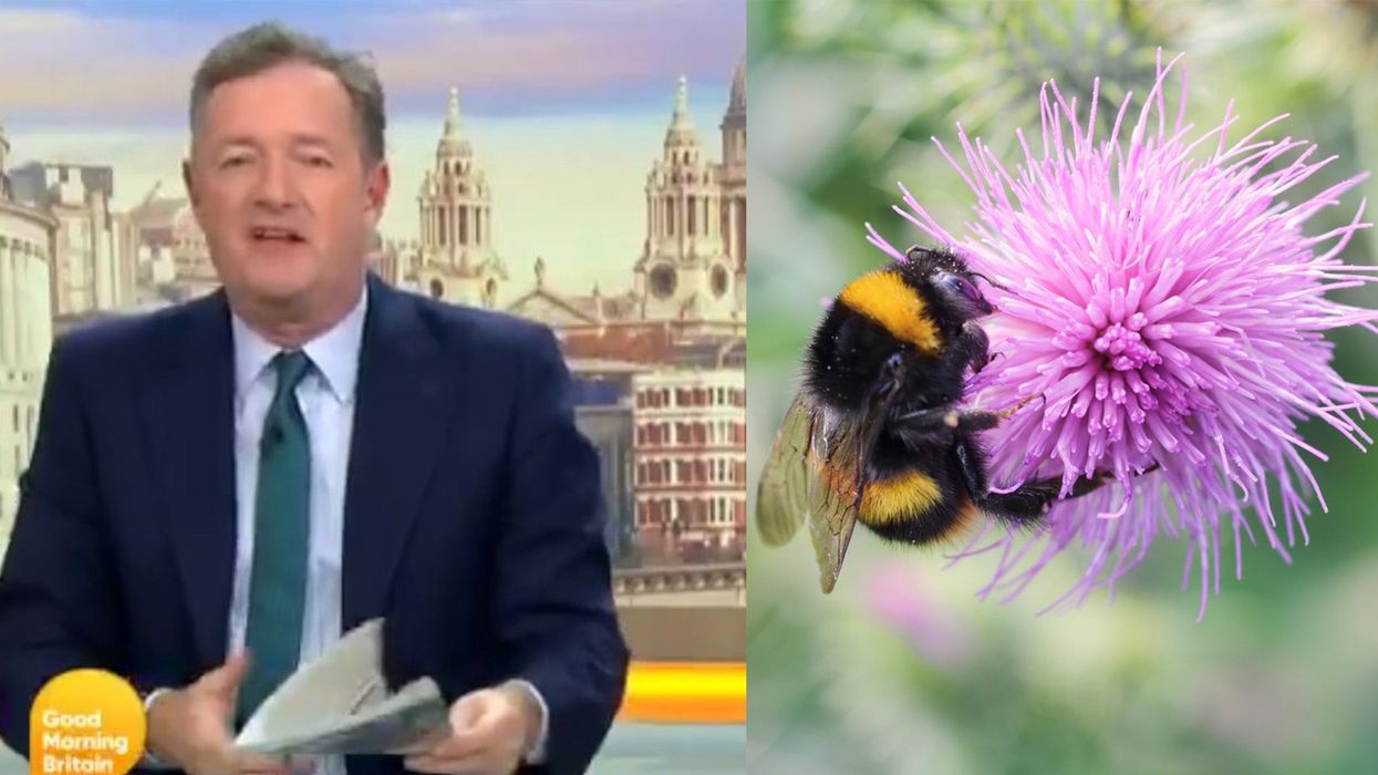 Piers Morgan blames vegans for 'mass slaughter of billions of bees and insects'