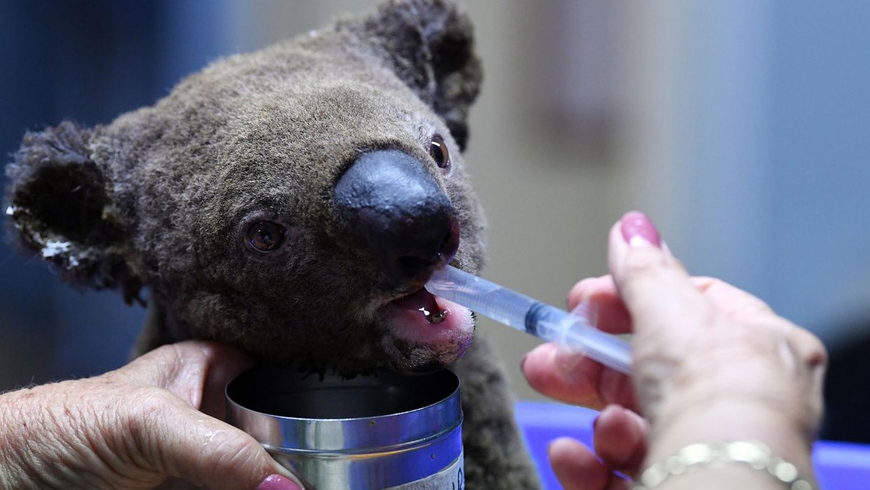 These animals have become the global symbol of Australia's devastating fires