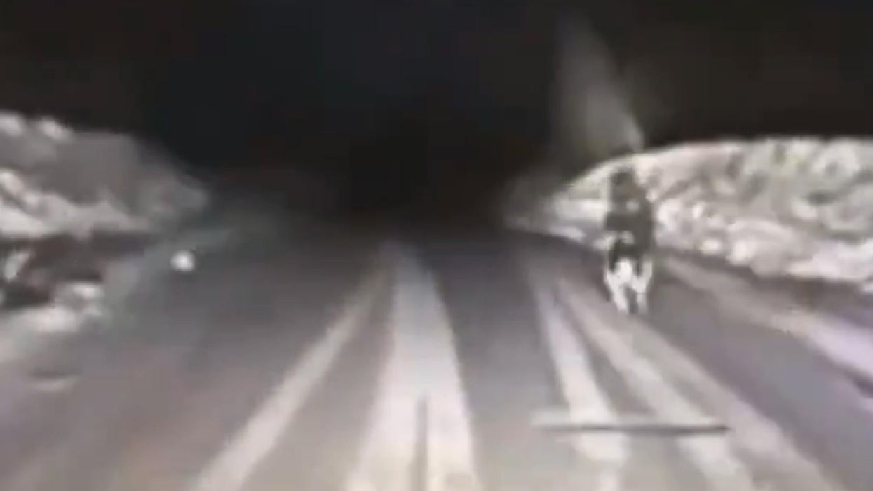 Incredible footage of a dog leading first responders to its owner’s house fire goes viral