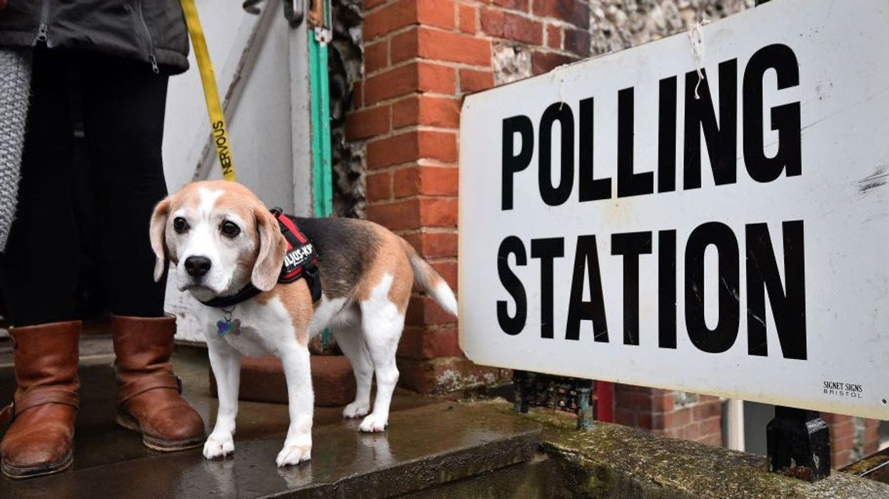 General election: 23 of the best dogs and other pets at polling stations