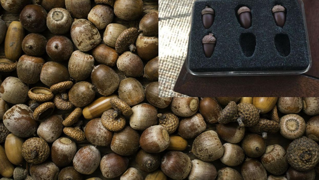 Production company makes 'bespoke' acorns and they are utterly adorable