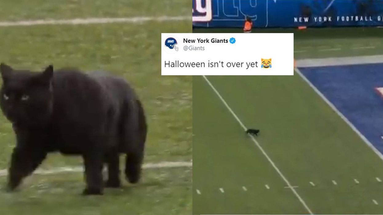 Black cat becomes viral star after invading the pitch during an NFL game