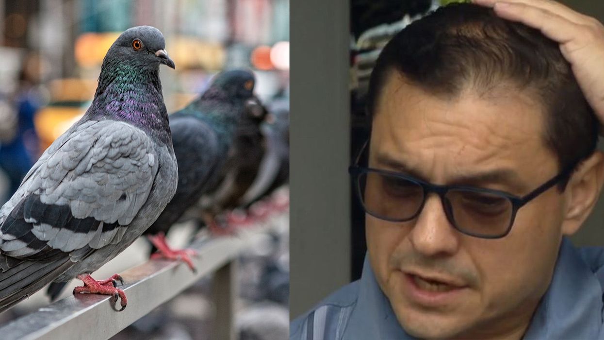 Man gets pooed on by a pigeon while complaining about pigeon poo