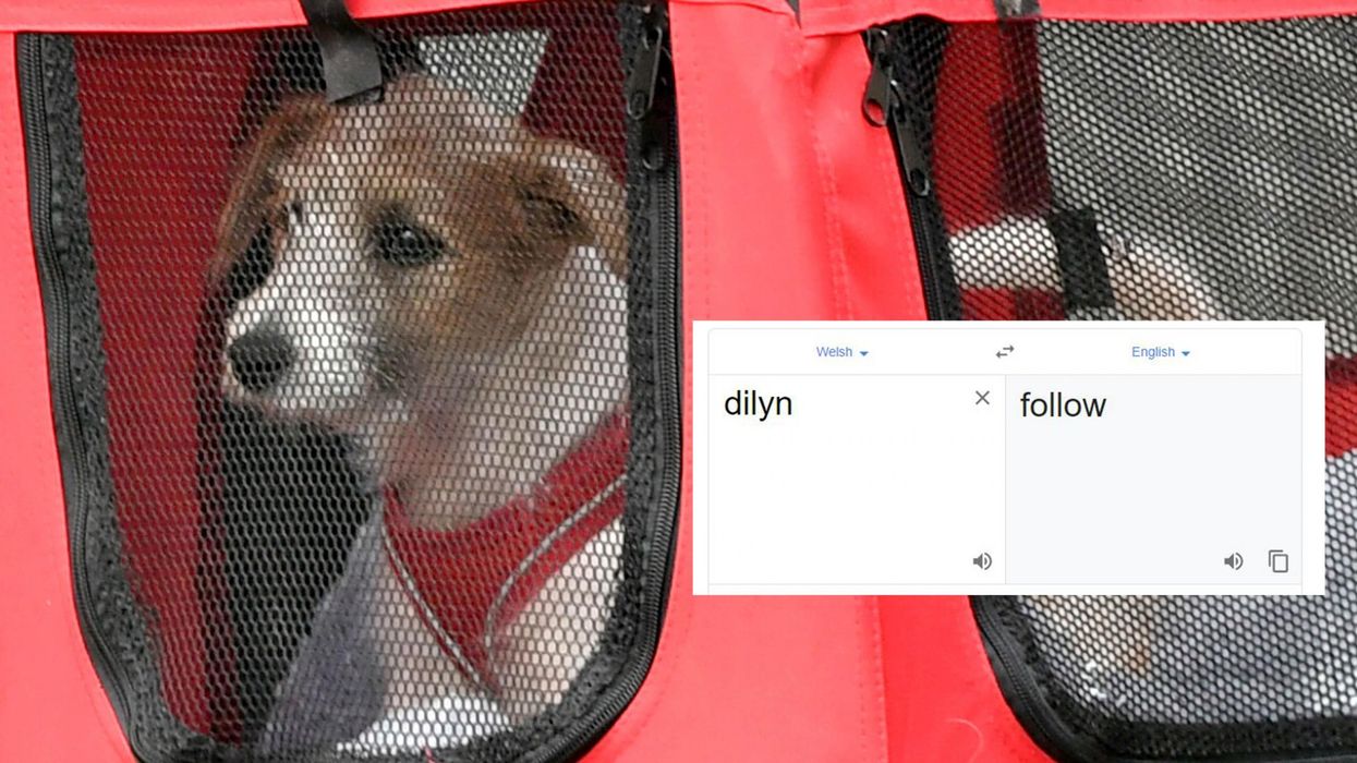 The name of Boris Johnson's new dog translates into English as 'follow'