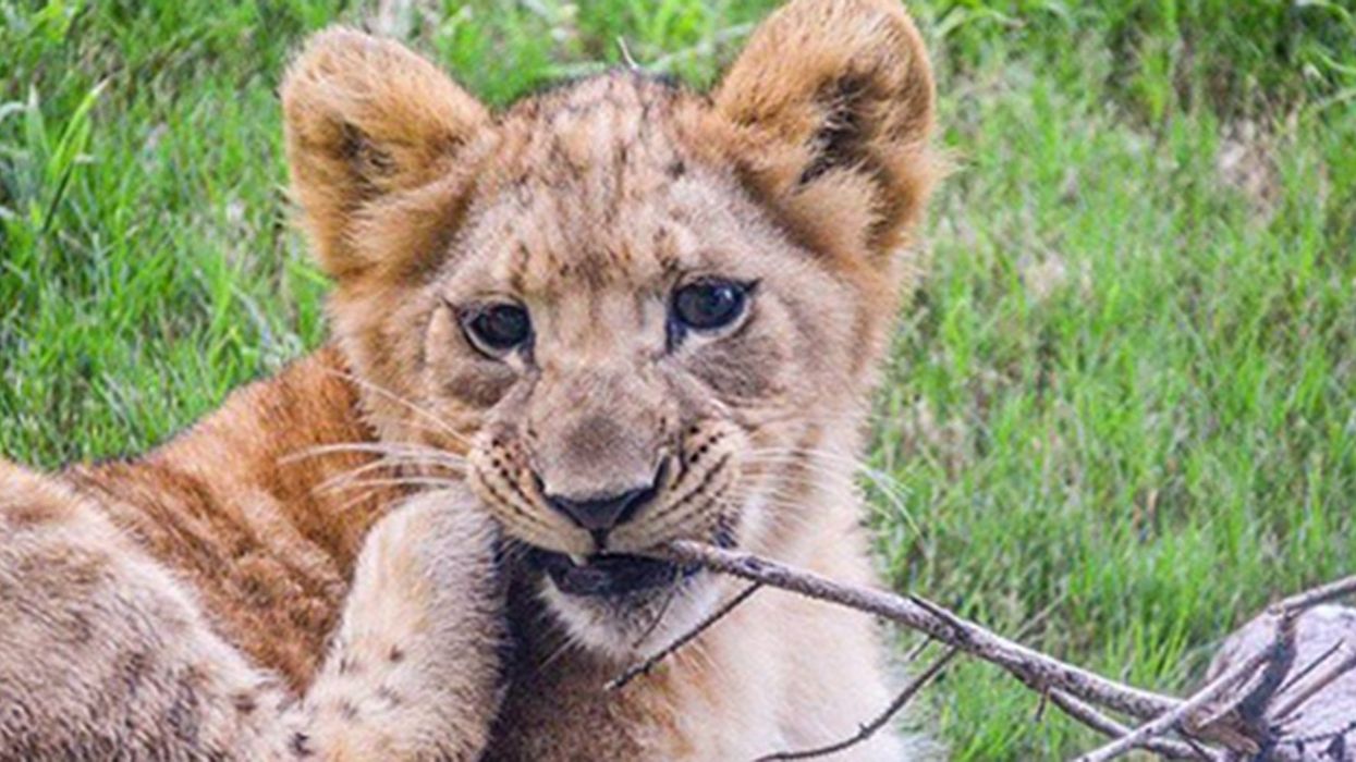 This lion cub was the model for baby Simba and it's so adorable your heart will sing