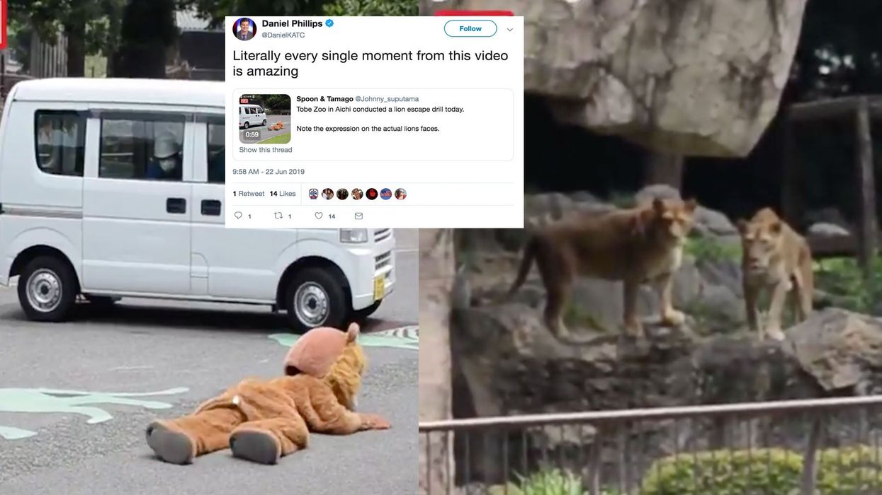 Japan zoo uses man in furry suit during 'escaped lion drill'