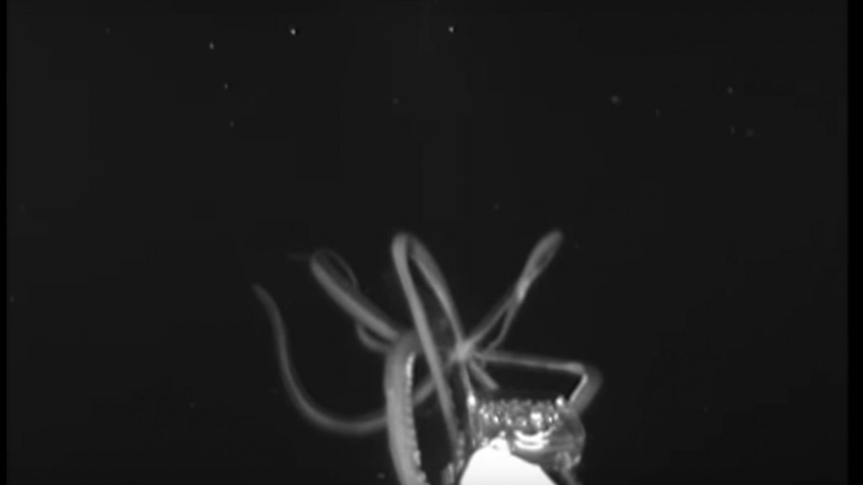 Giant squid seen in Gulf of Mexico for the first time ever