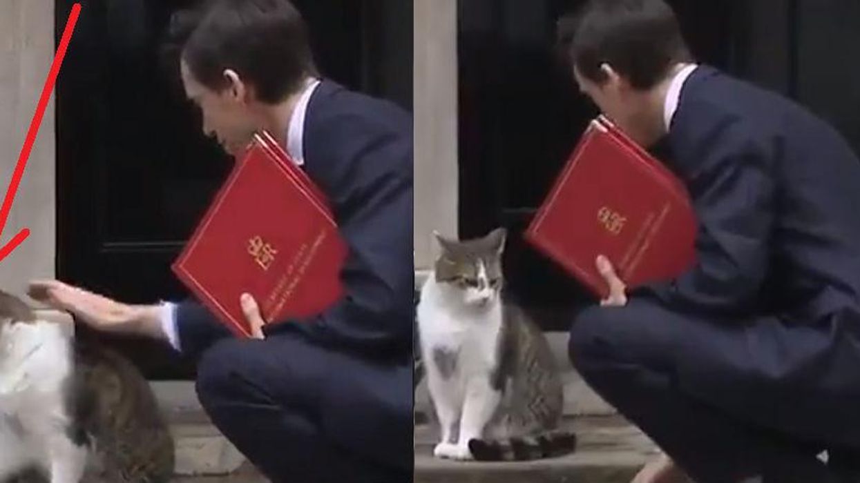 Tory MP Rory Stewart was blanked by Larry the Cat outside Downing Street and the internet loved it
