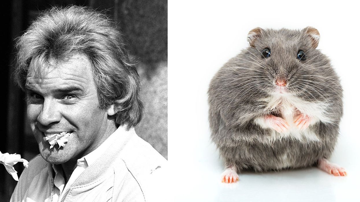 The infamous 'Freddie Starr ate my hamster' story has resurfaced following the comedian's death