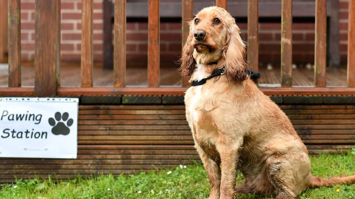 20 of the best dogs at local election polling stations