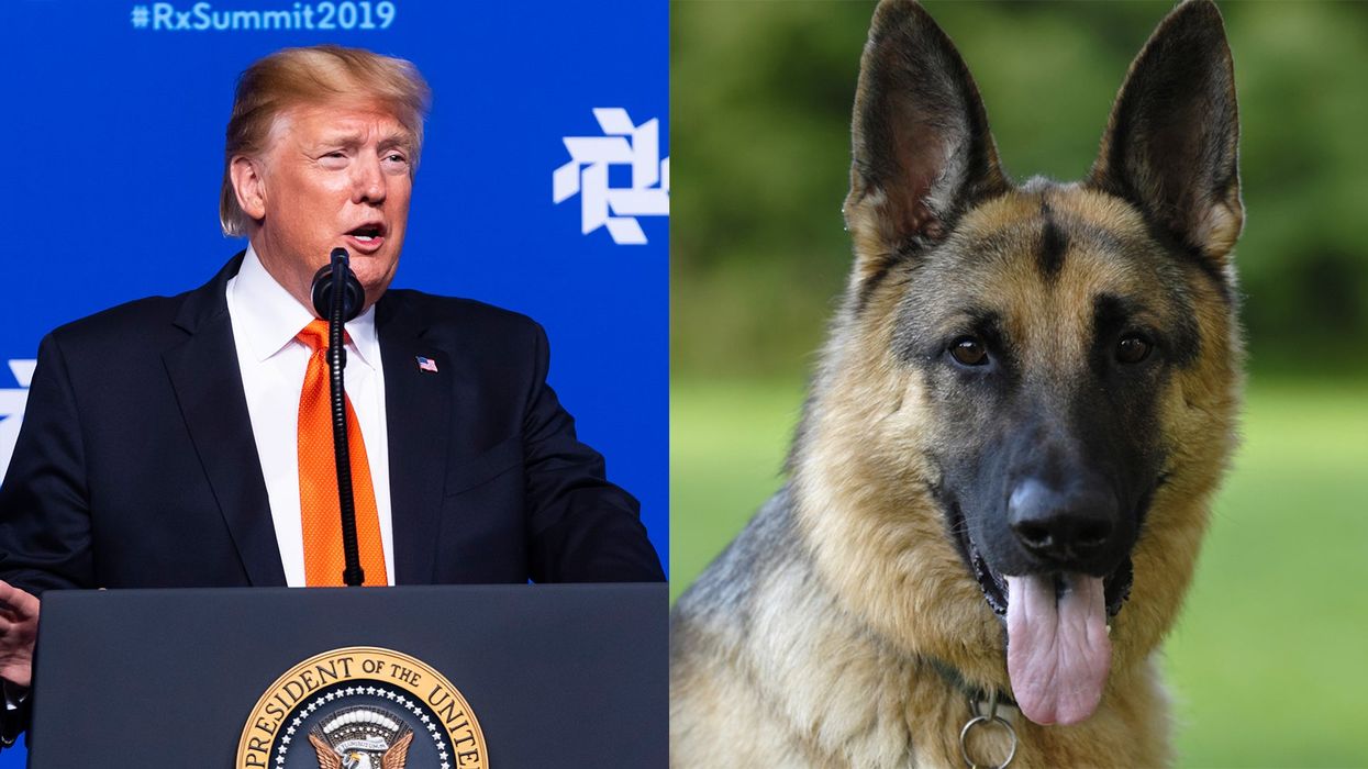 Trump calls 'dogs the greatest equipment in the world' during bizarre speech about drugs