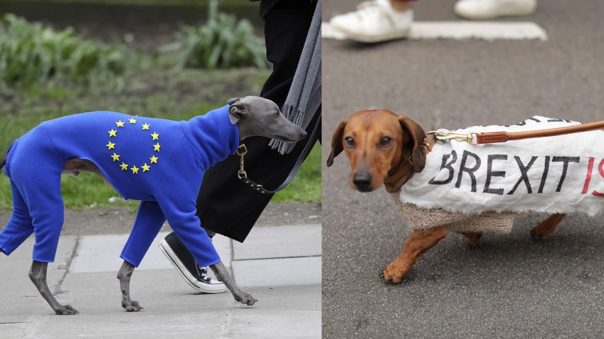 These cute dogs really want Theresa May to Put It To The People