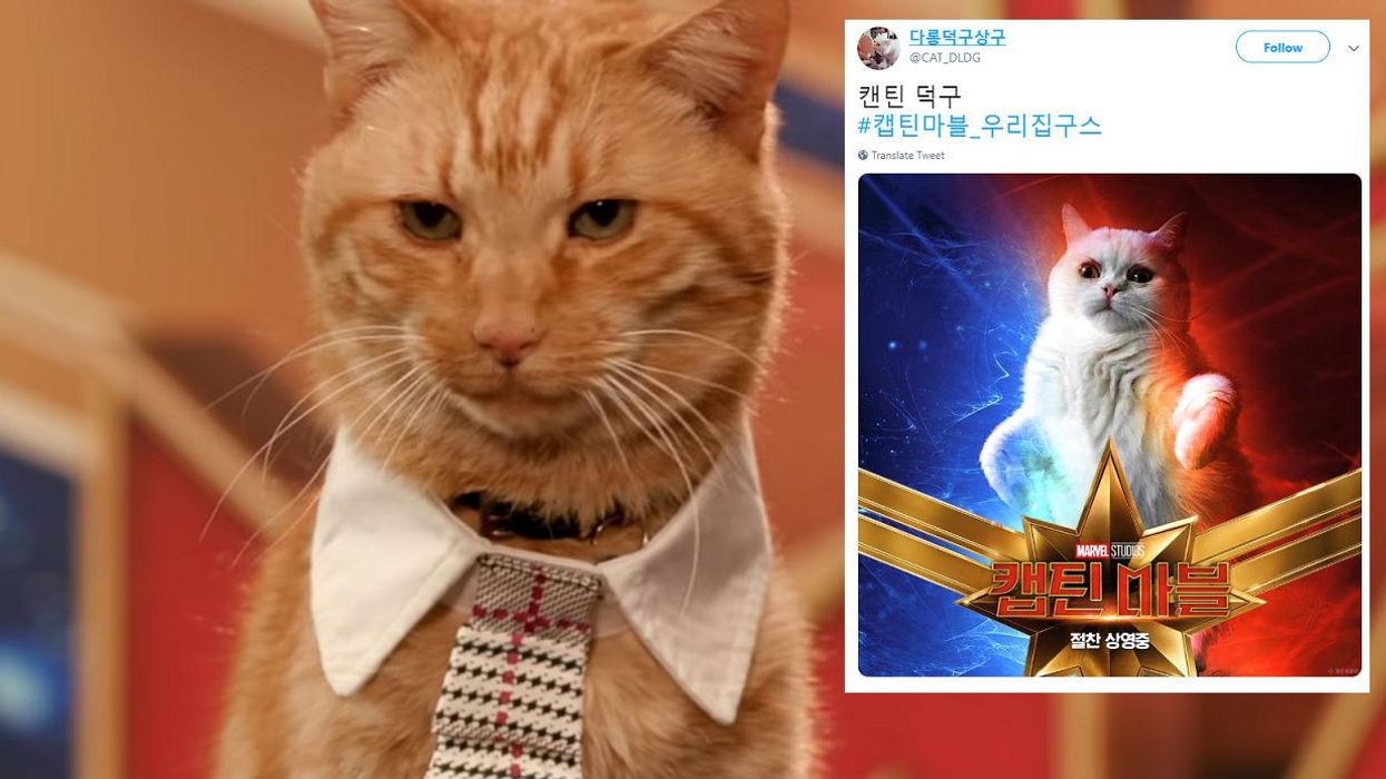 Captain Marvel’s Goose the cat inspired the ultimate Photoshop battle