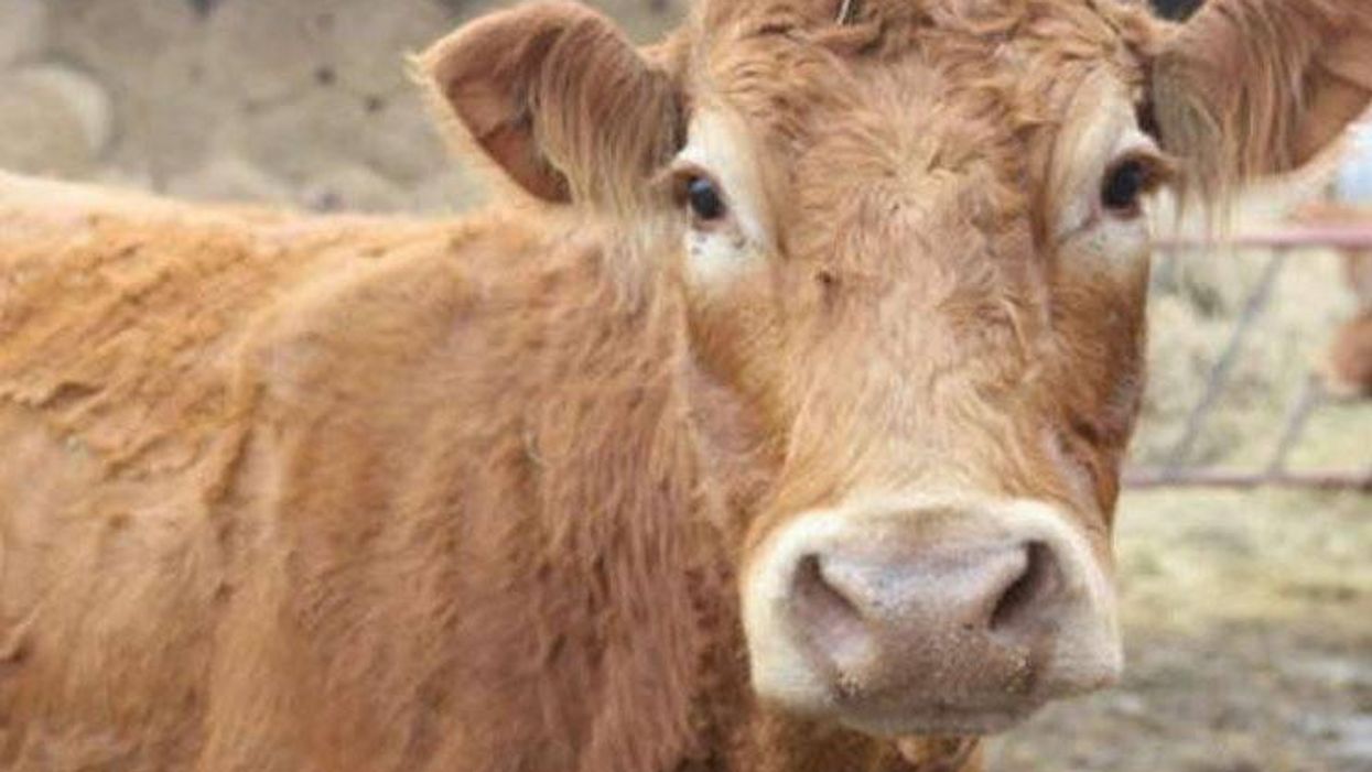 Poland’s Hero Cow has met a tragic end