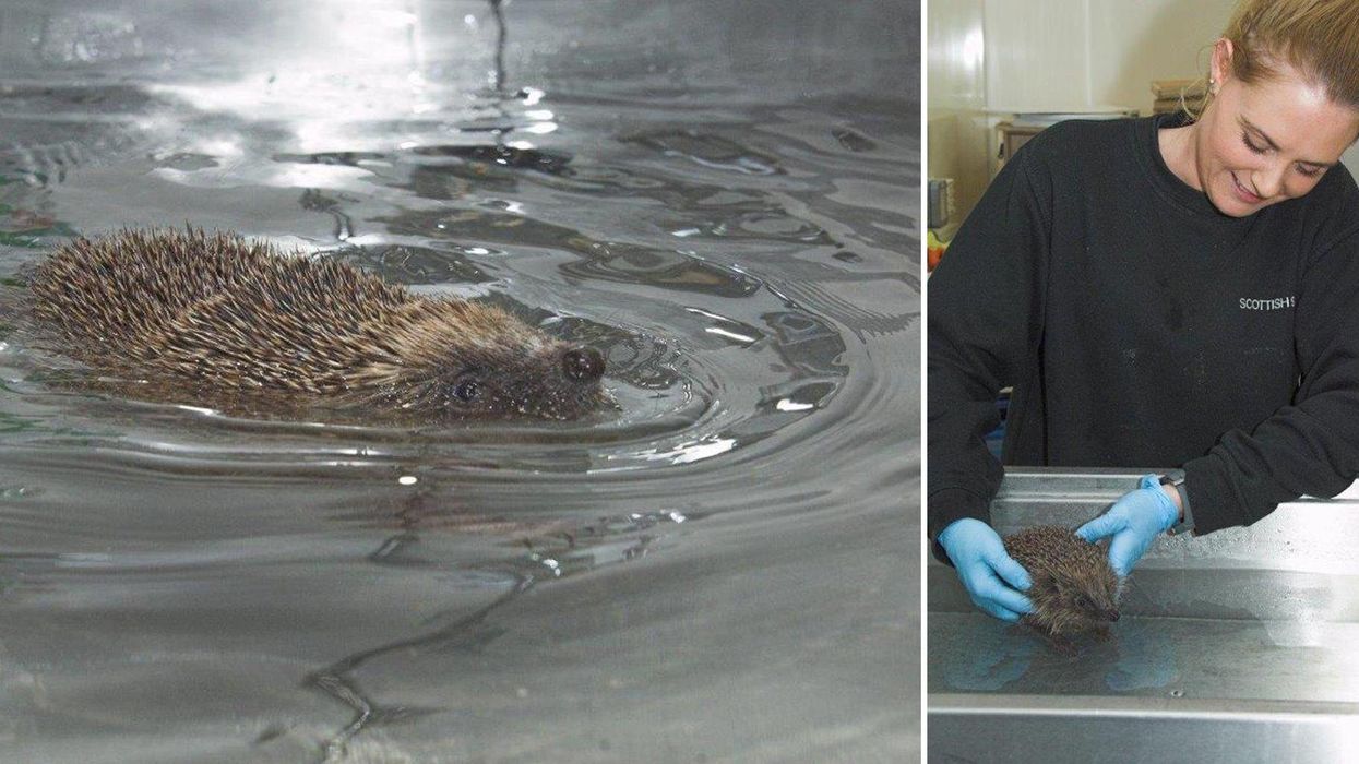 This hedgehog couldn't walk - then hydrotherapy nursed 'Phelps' back to health