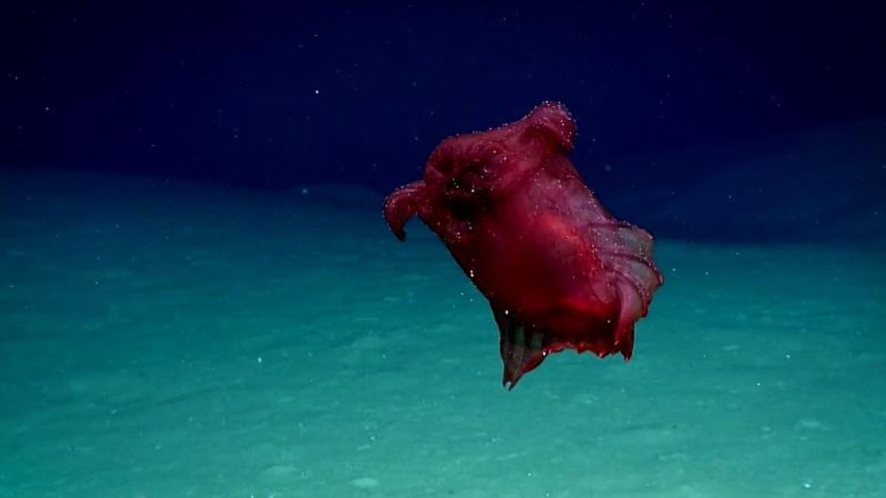 Deep sea explorers have just discovered something terrifying