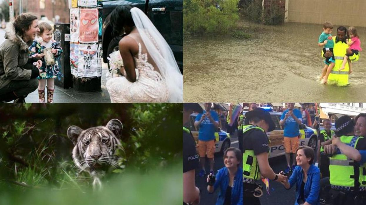 17 good news stories that proved 2017 wasn't a complete waste of time