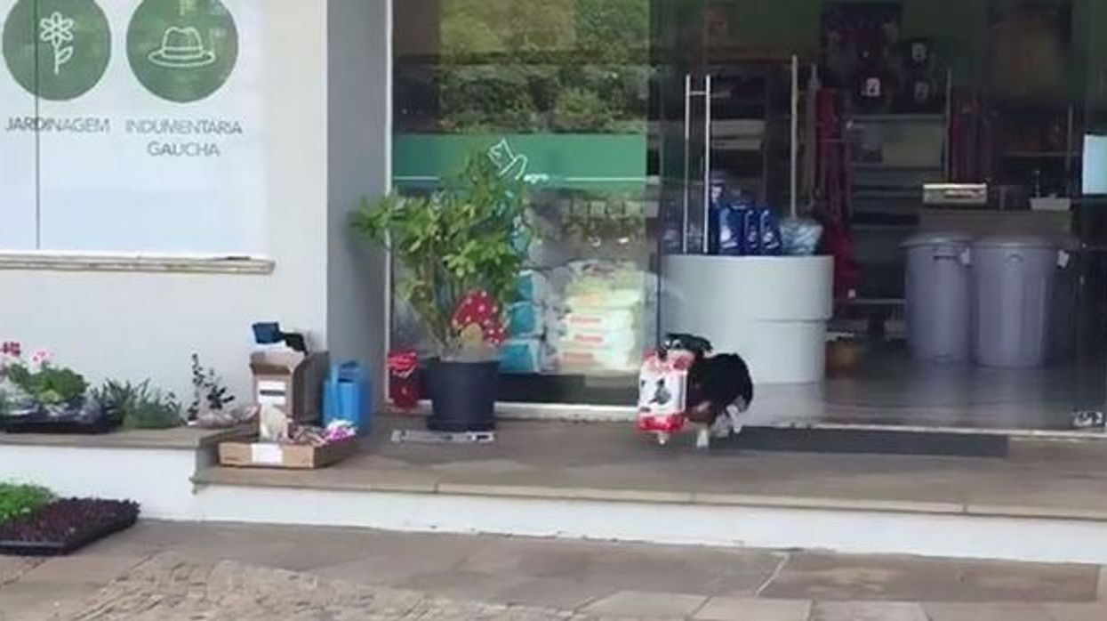 This dog goes shopping every day by himself