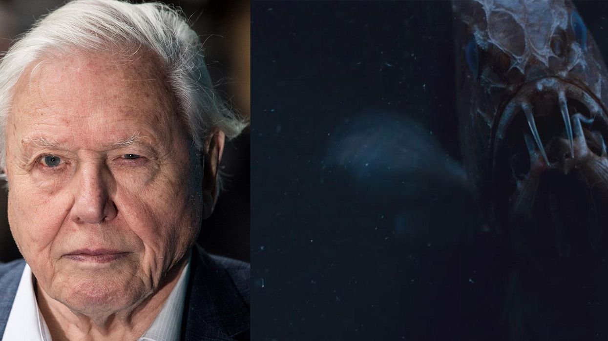 People think the latest episode of Blue Planet is like a horror movie