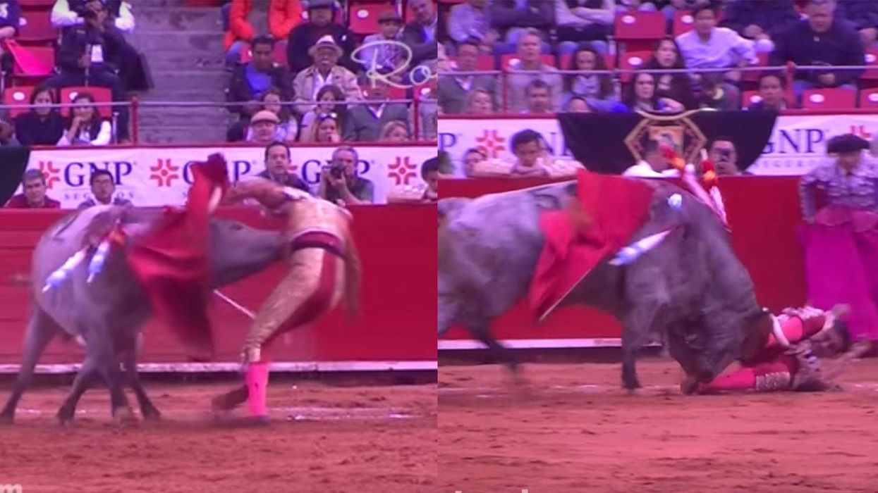 A bull gored its horn 11 inches up a matador’s backside