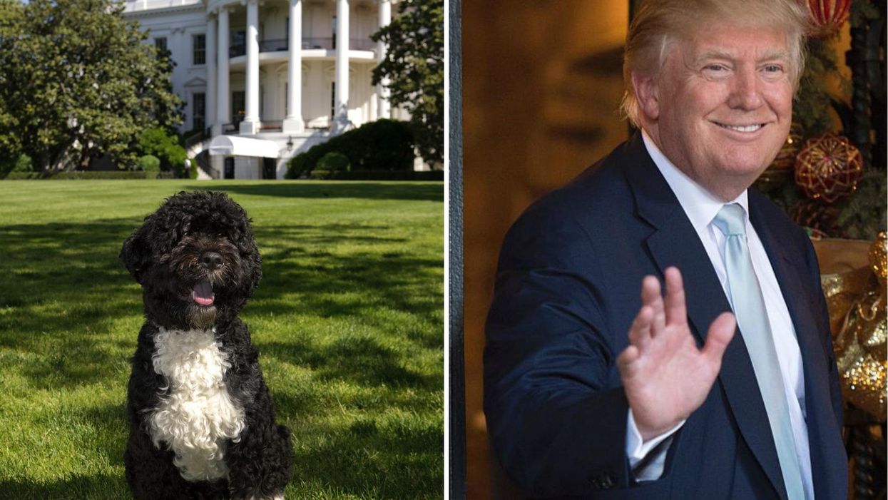 Who would do more damage as president, Donald Trump or Bo the dog?