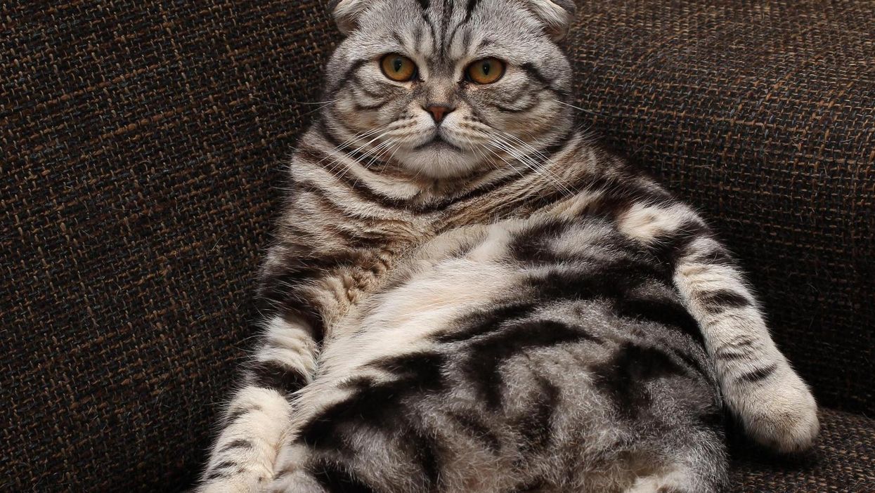 Kentucky is going to ban having sex with your cat