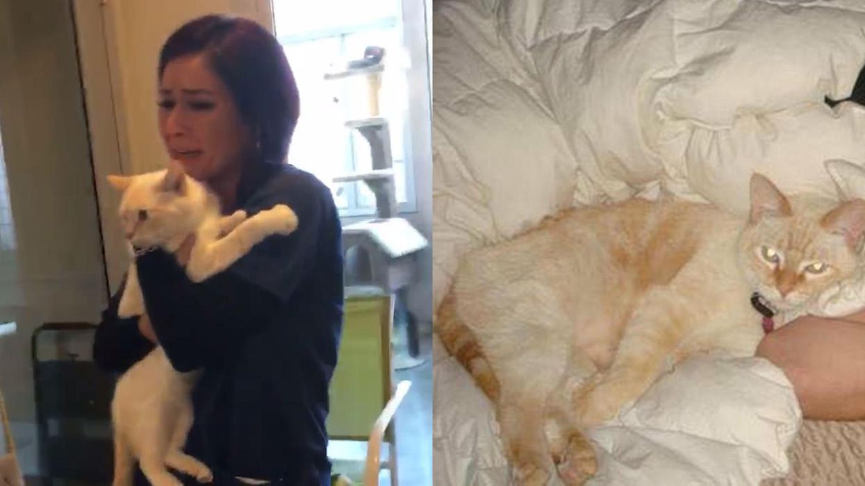 Emotional video show women being reunited with cat that was missing for two years