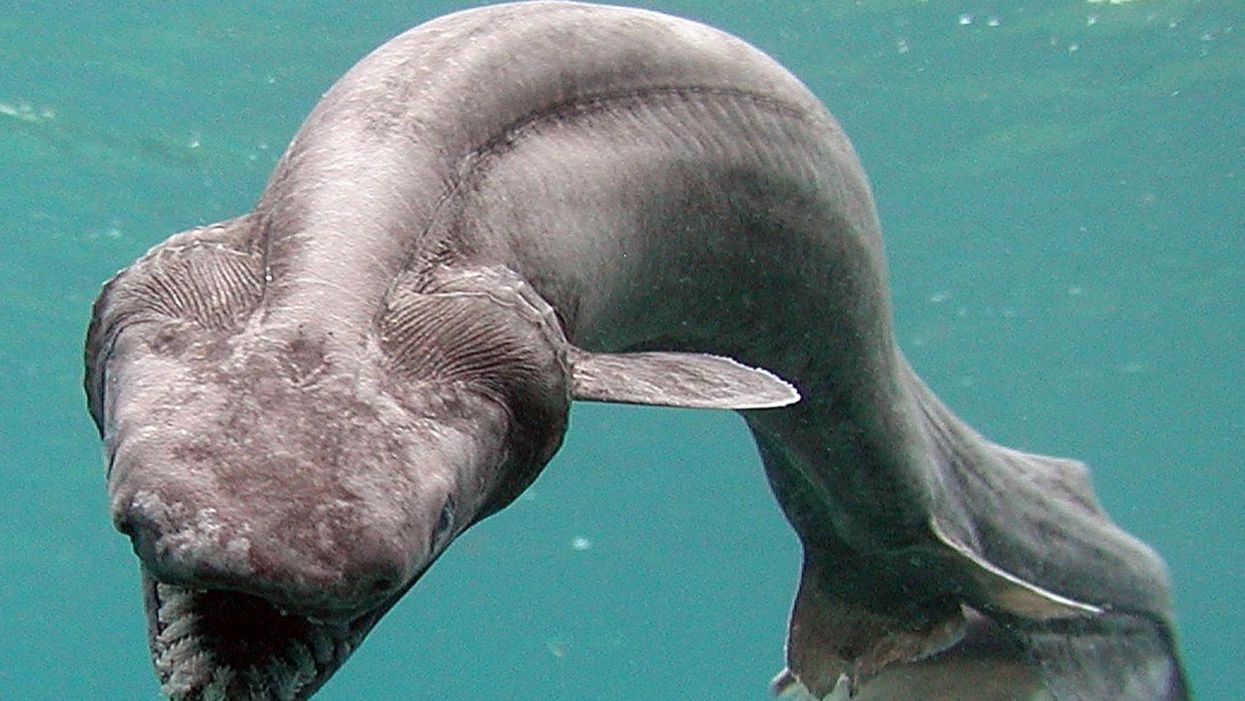 Someone found this in the sea and didn't put it straight back