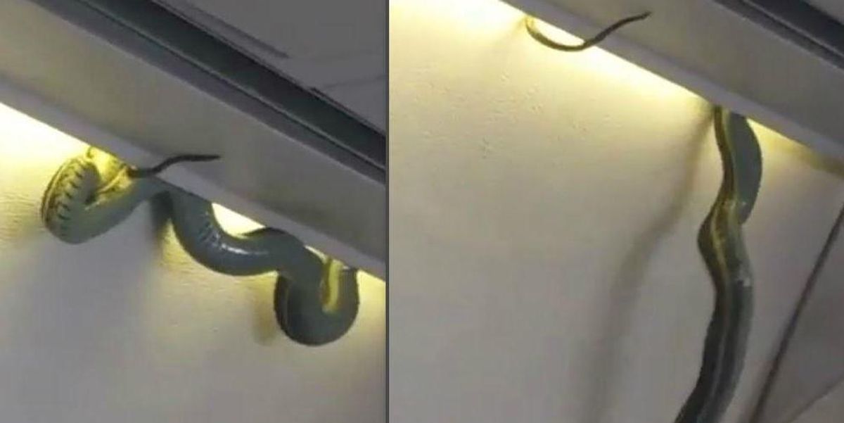 Snake on a plane! | indy100 | indy100