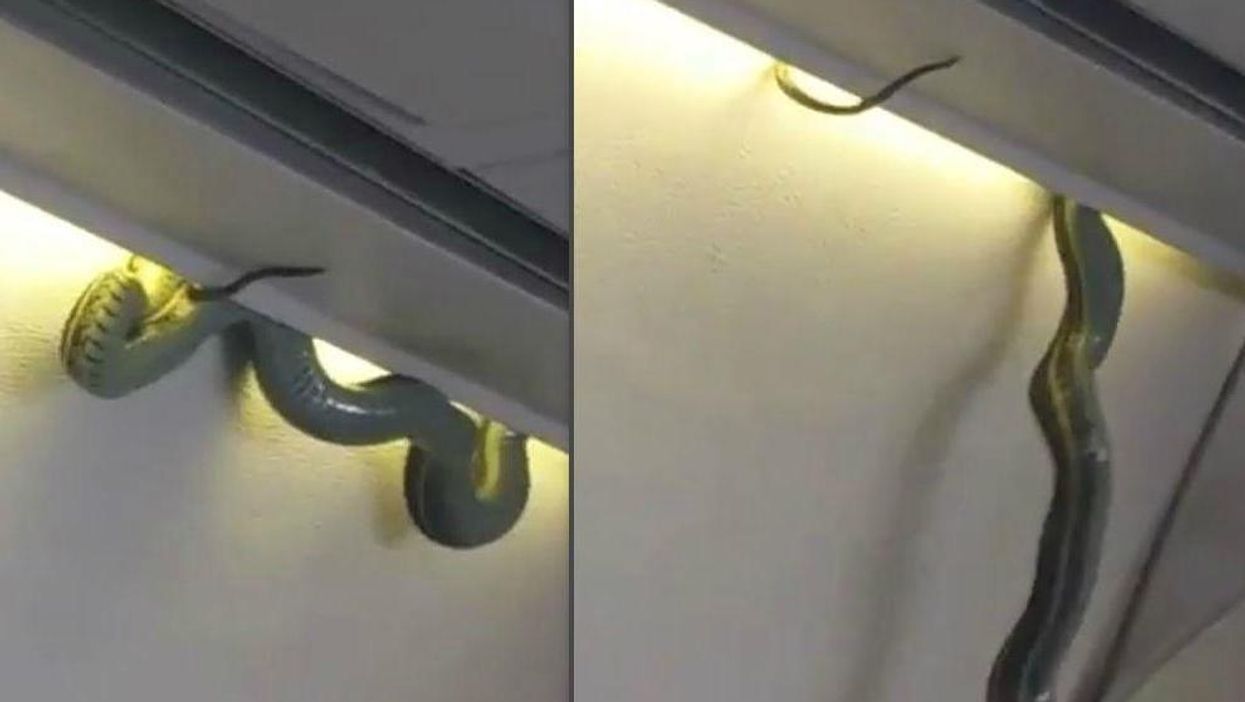 Snake on a plane!