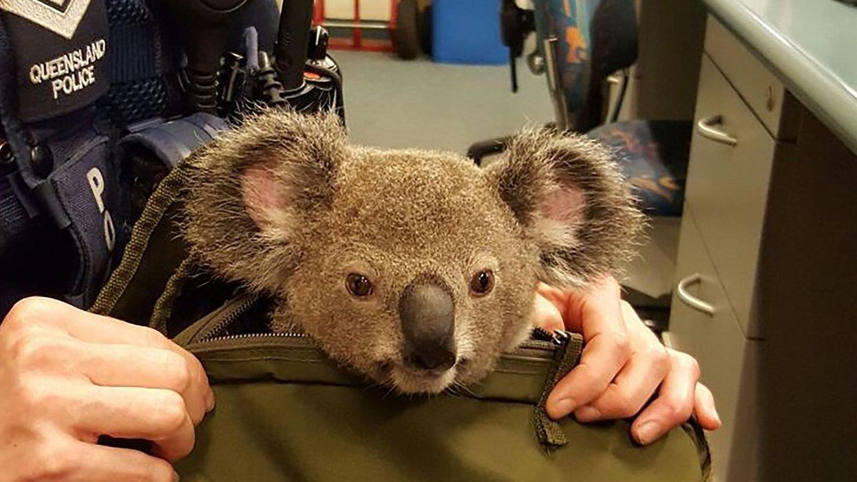 You'll never guess what this Australian was smuggling through customs