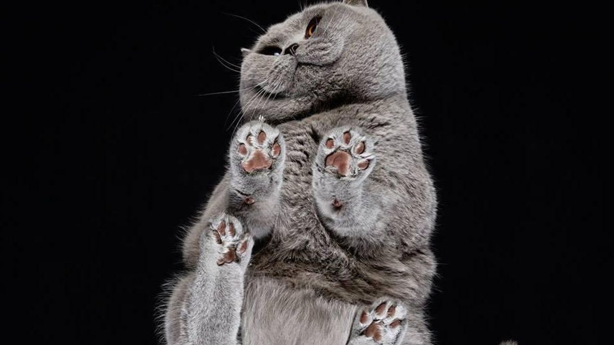 This photographer is taking photos of cats from underneath