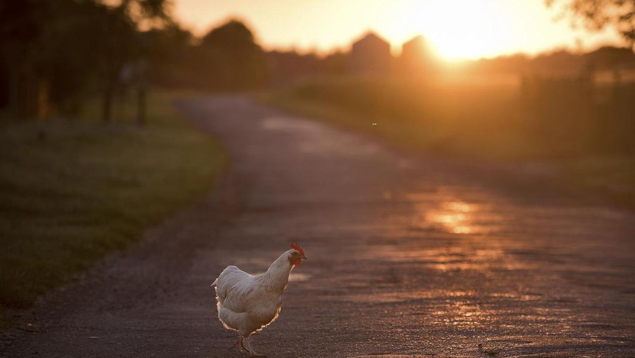 Police want to find out why a chicken tried to cross the road