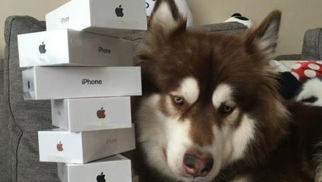 This Chinese billionaire's son bought eight iPhones for his dog