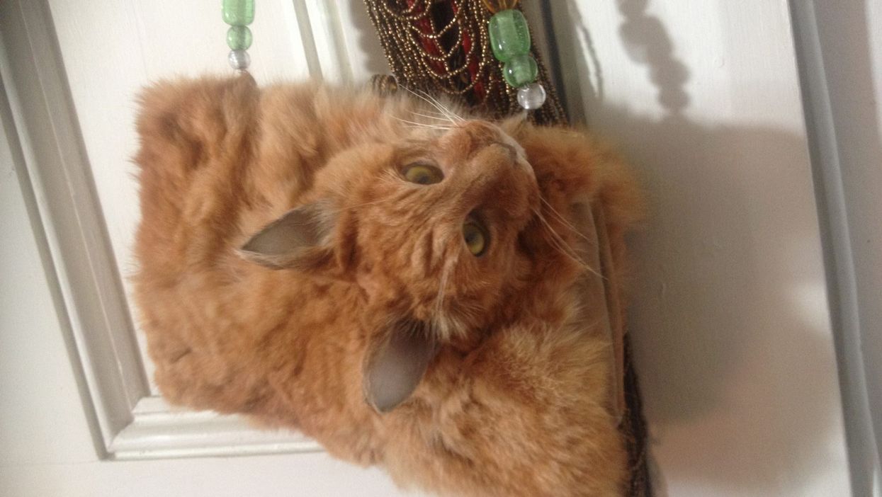 A taxidermist turned a dead cat into a handbag and people are upset