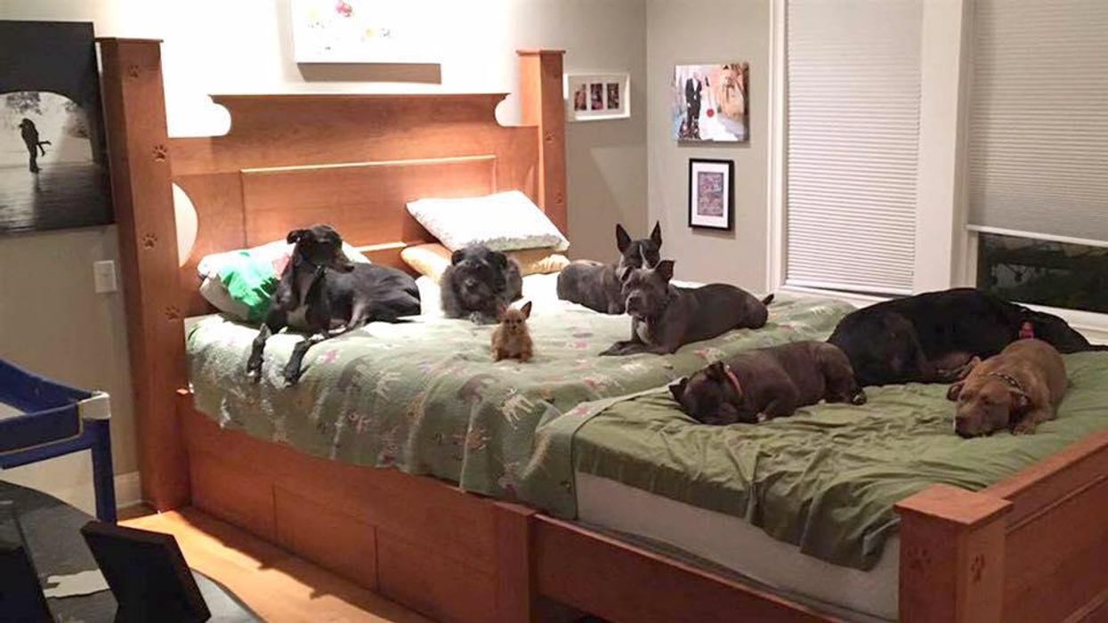 This couple built a giant bed so they can sleep with their eight dogs