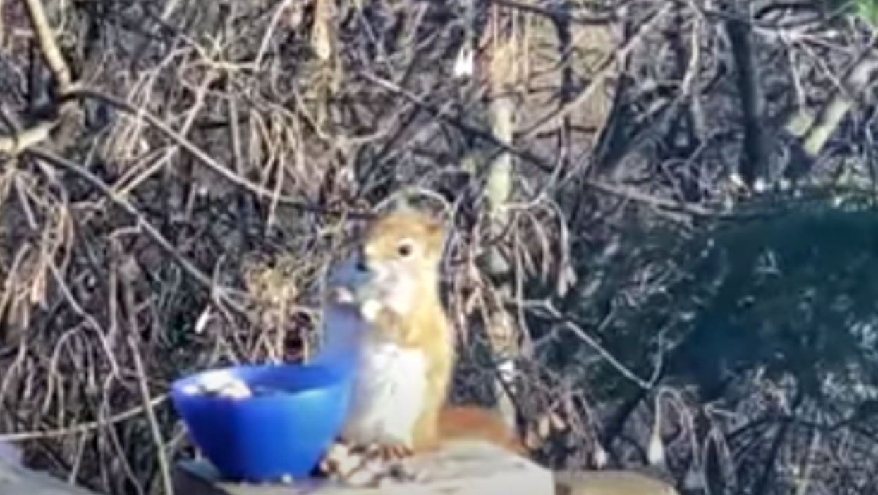 ‘Drunk squirrel’ becomes unlikely internet hero after eating too many fermented pears