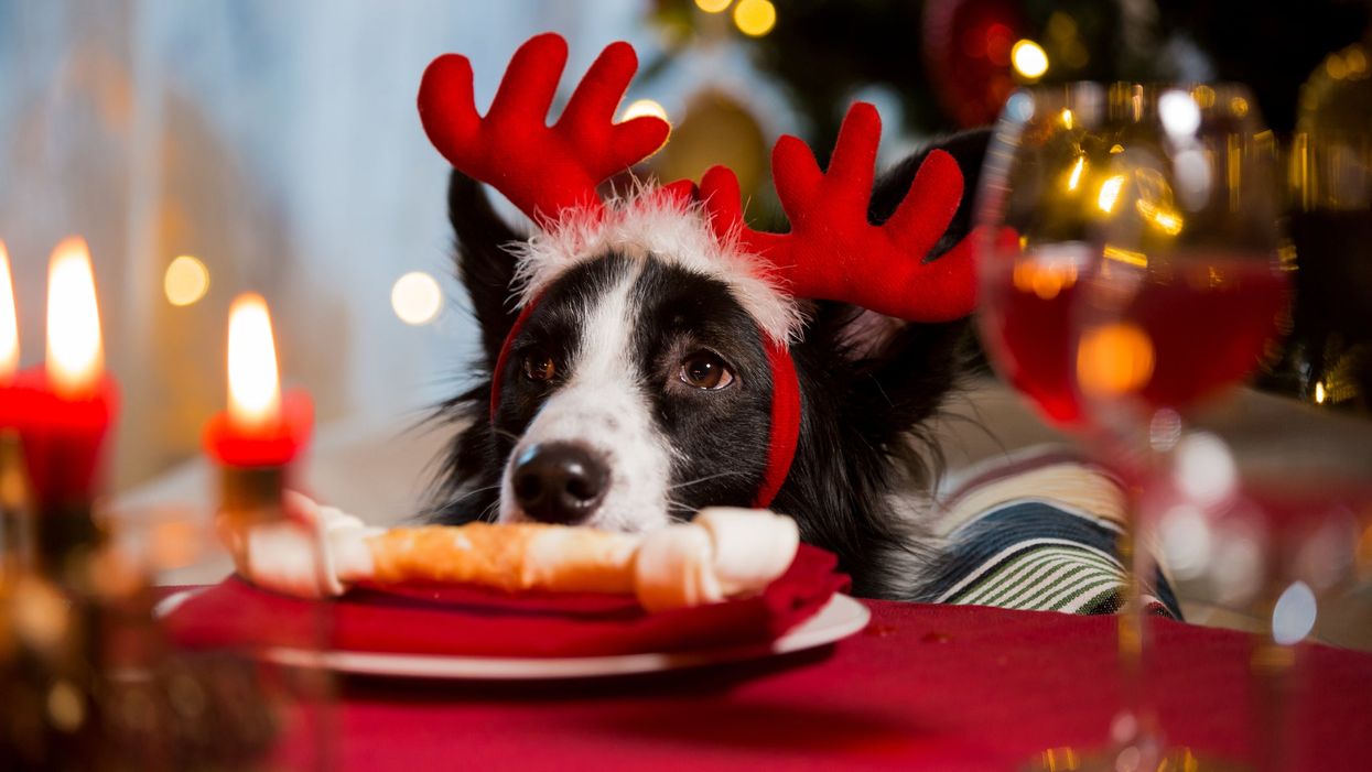 No more troubled tummies: 4 best alternatives to table scrap treats for pets this season
