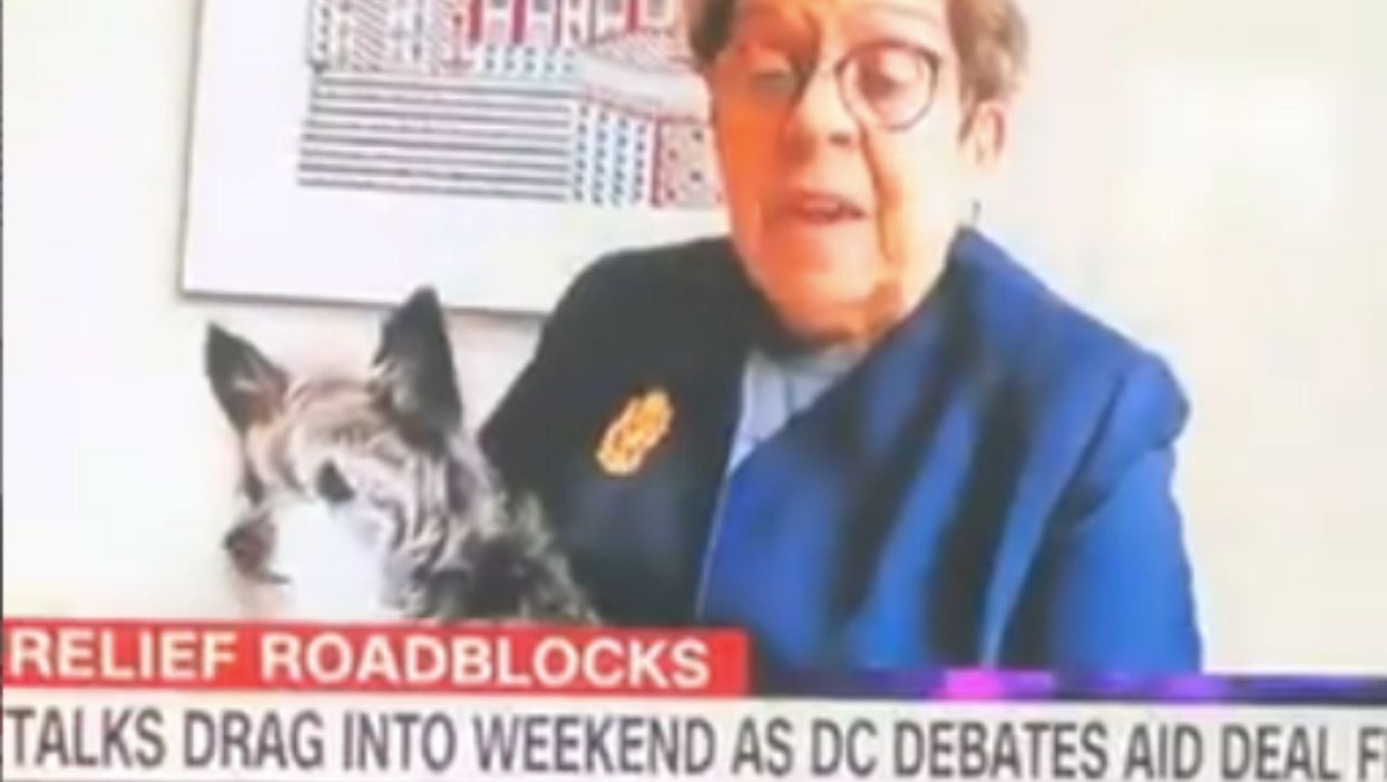 Congresswoman’s dog named Fauci hilariously interrupts live TV interview