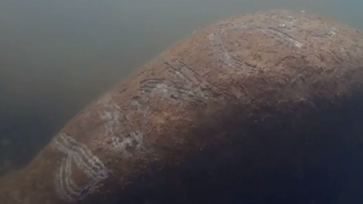 Video of manatee with ‘Trump’ scraped onto its back leads to online campaign to find those responsible