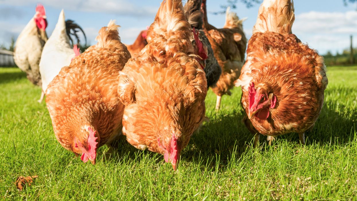 PETA mocked over ‘ridiculous’ tweet saying calling someone a chicken is ‘supremacist language’