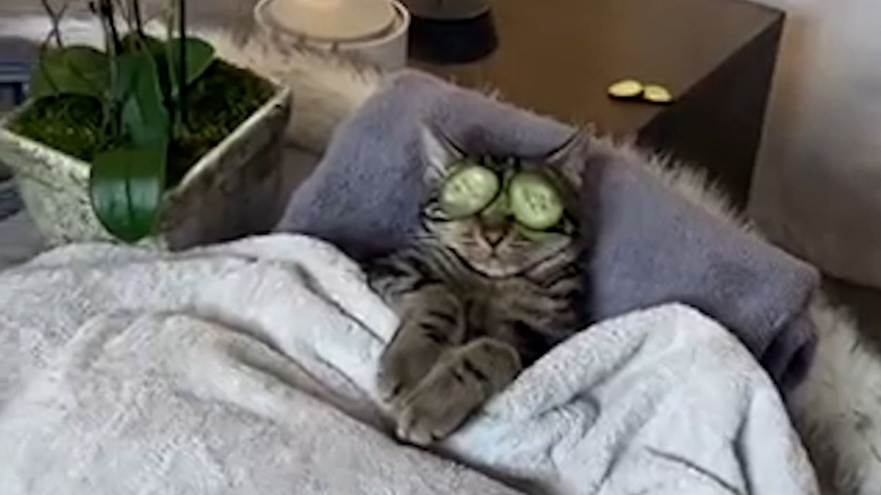 This cat having a spa day is the lockdown reprieve we all need