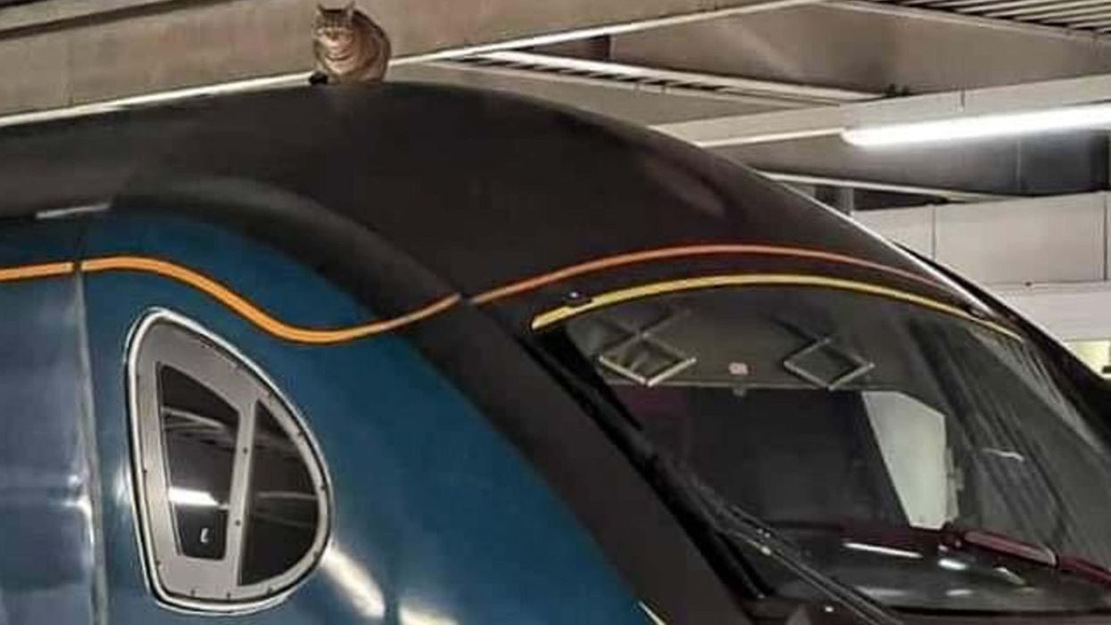 Cat becomes viral sensation after by sitting on a train roof and delaying it for hours
