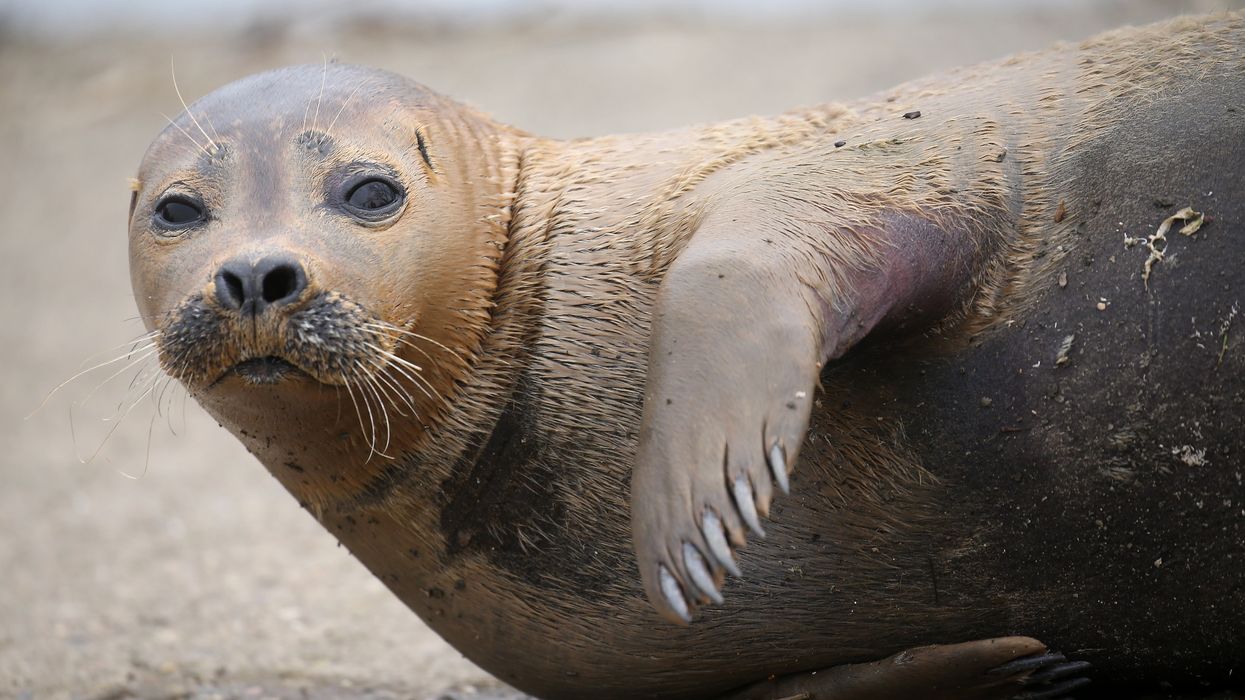 Internet mourns Thames seal Freddie Mercury who was put down after ‘ferocious’ dog attack