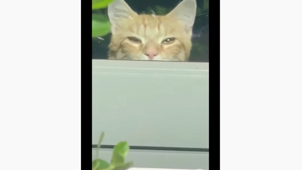 ‘Creepin’ cat uses ‘elevator move’ to disappear... and the Internet is in awe