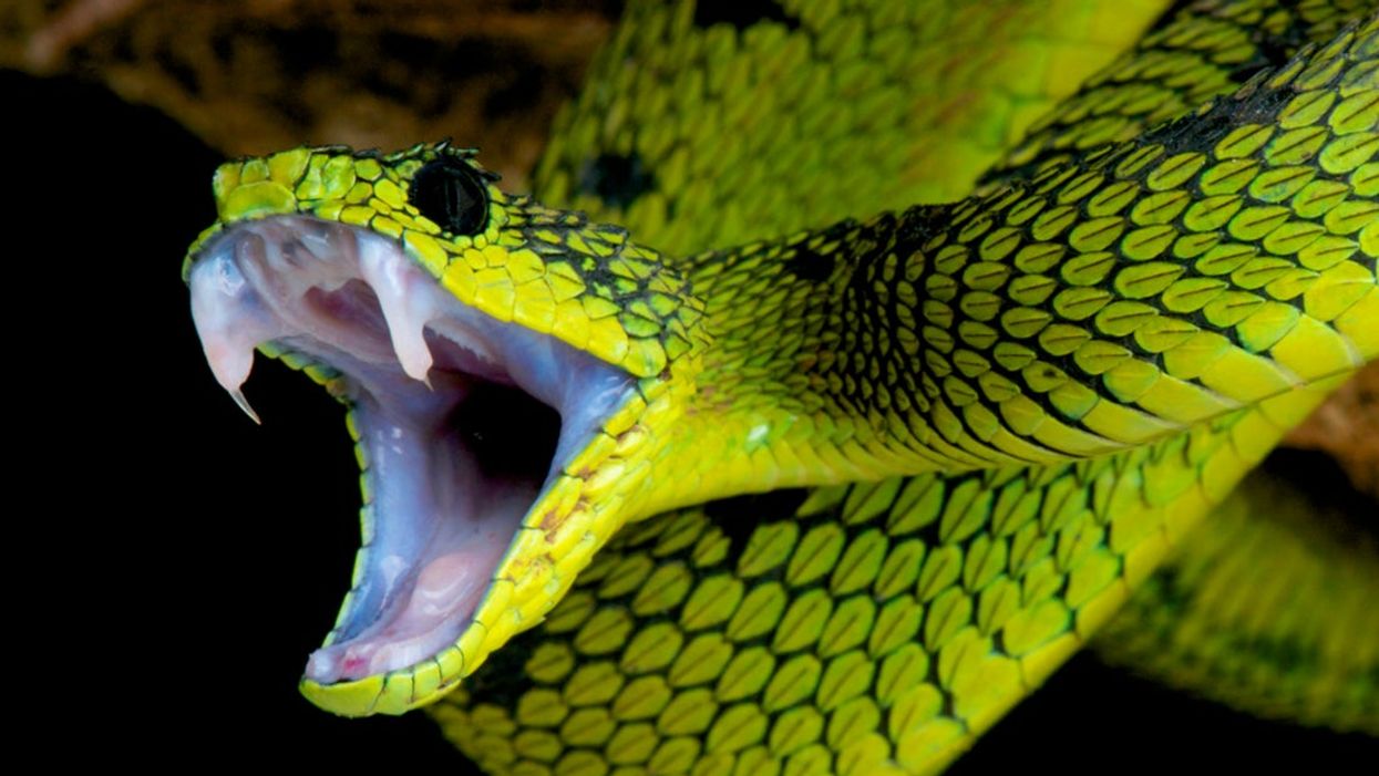 Potential for venomous humans takes ‘toxic people’ to whole new meaning