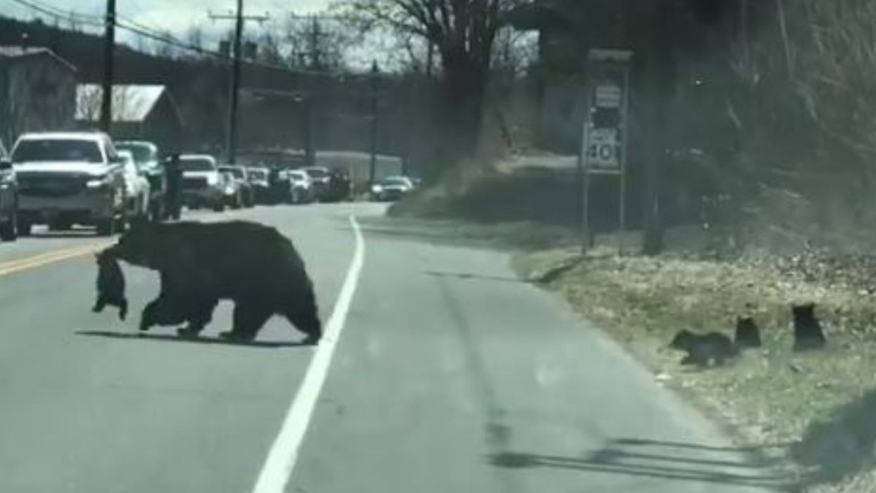 Hilarious video of mother bear trying to control her cubs goes viral